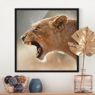 Poster encadré - Lioness on the hunt