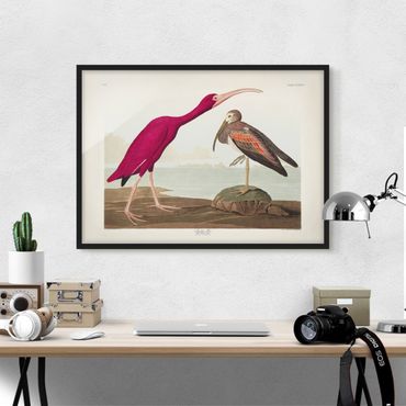 Poster encadré - Vintage Board Red Ibis