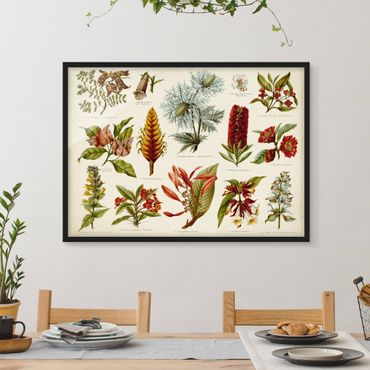 Poster encadré - Vintage Board Tropical Botany I