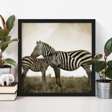 Poster encadré - Zebra Couple