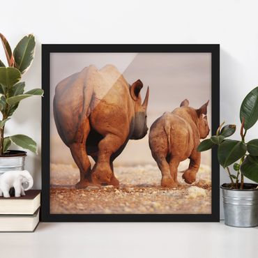 Poster encadré - Wandering Rhinos