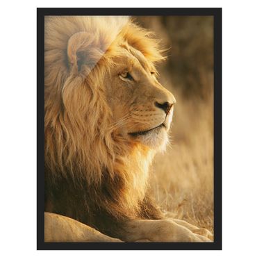 Poster encadré - King Lion