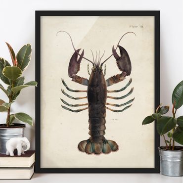 Poster encadré - Vintage Illustration Lobster
