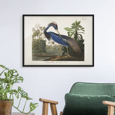 Poster encadré - Vintage Board Louisiana Heron