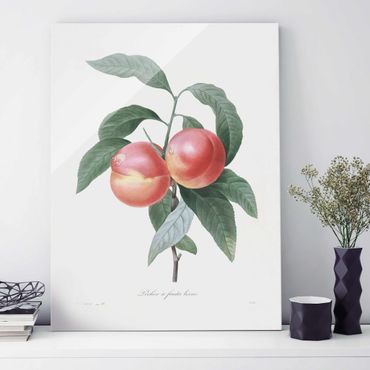 Tableau en verre - Botany Vintage Illustration Peach