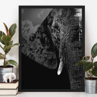 Poster encadré - African Elephant black and white