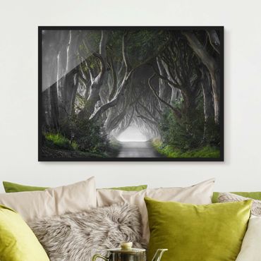 Poster encadré - Forest In Northern Ireland