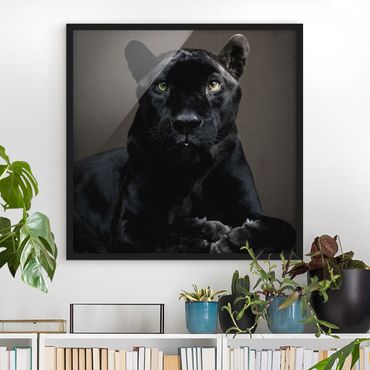 Poster encadré - Black Puma