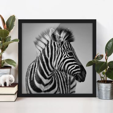 Poster encadré - Zebra Baby Portrait II