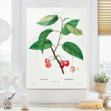 Tableau en verre - Botany Vintage Illustration Red Cherries