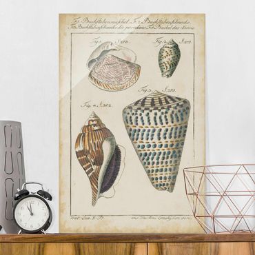 Tableau en verre - Vintage Conch Drawing Pattern Bunte