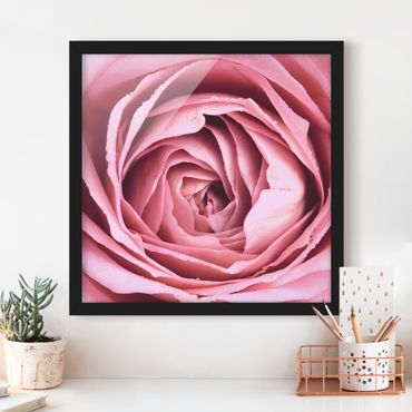 Poster encadré - Pink Rose Blossom