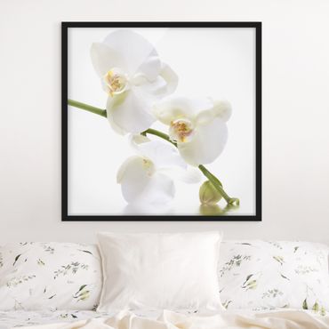 Poster encadré - White Orchid Waters