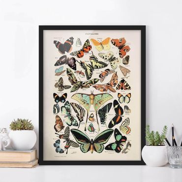 Poster encadré - Vintage Board Butterflies And Moths