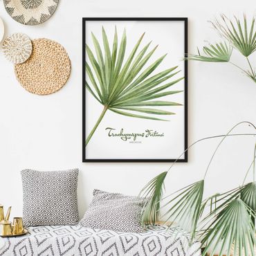 Poster encadré - Watercolour Botany Trachycarpus Fortunei