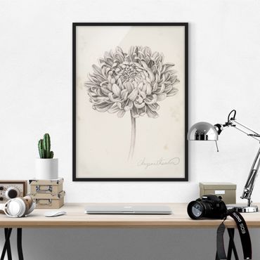 Poster encadré - Botanical Study Chrysanthemum II