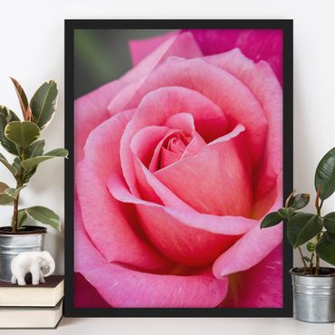 Poster encadré - Pink Rose Flowers Green Backdrop