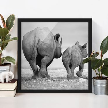 Poster encadré - Wandering Rhinos II