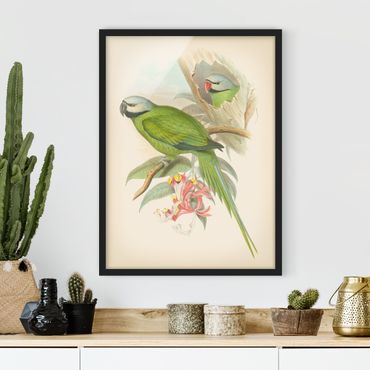 Poster encadré - Vintage Illustration Tropical Birds II