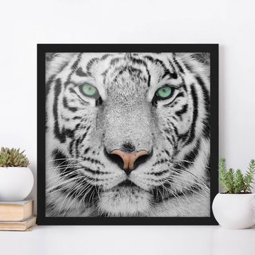 Poster encadré - White Tiger