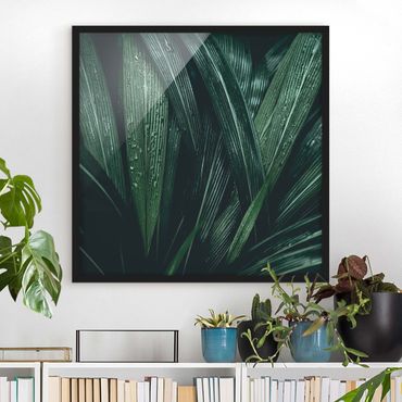 Poster encadré - Green Palm Leaves