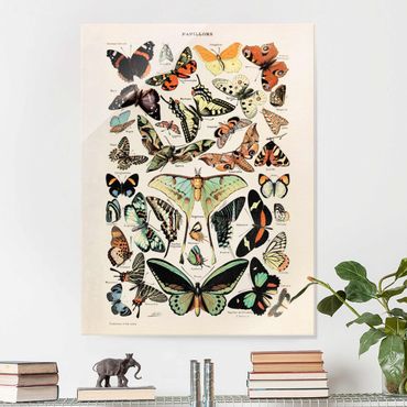 Tableau en verre - Vintage Board Butterflies And Moths
