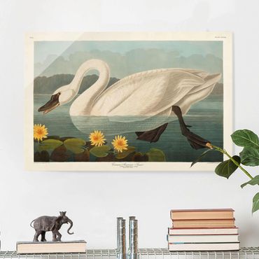 Tableau en verre - Vintage Board American Swan