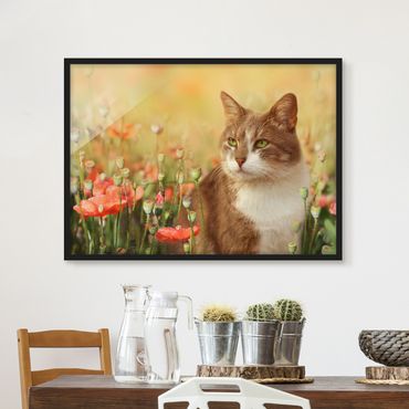 Poster encadré - Cat In A Field Of Poppies