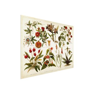 Tableau en verre - Vintage Board Tropical Botany II