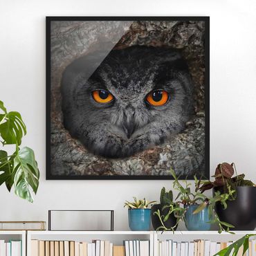 Poster encadré - Watching Owl