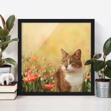 Poster encadré - Cat In A Field Of Poppies