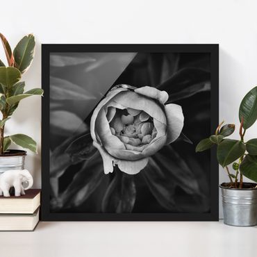 Poster encadré - Peonies In Front Of Leaves Black And White