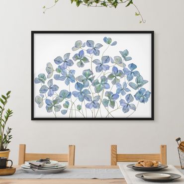Poster encadré - Blue Hydrangea Flowers