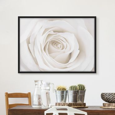 Poster encadré - Pretty White Rose