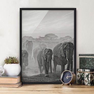 Poster encadré - Herd Of Elephants