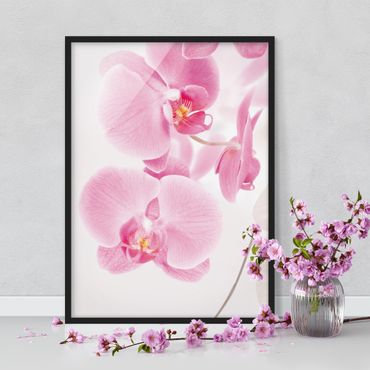 Poster encadré - Delicate Orchids