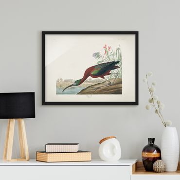 Poster encadré - Vintage Board Brown Ibis