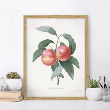 Poster encadré - Botany Vintage Illustration Peach