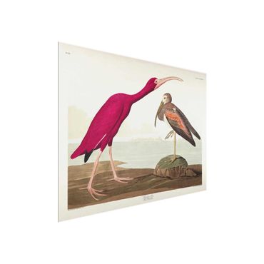 Tableau en verre - Vintage Board Red Ibis