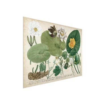 Tableau en verre - Vintage Board White Water-Lily