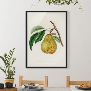 Poster encadré - Botany Vintage Illustration Yellow Pear