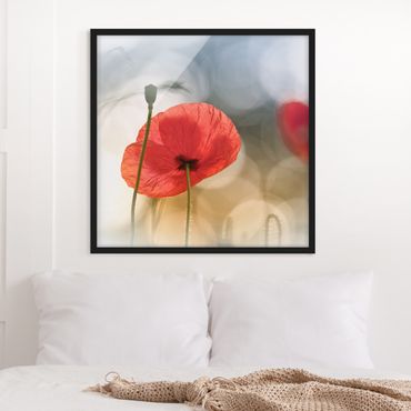 Poster encadré - Poppies In The Morning