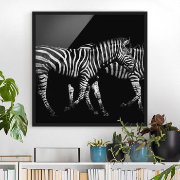 Poster encadré - Zebra In The Dark