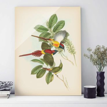 Tableau en verre - Vintage Illustration Tropical Birds III