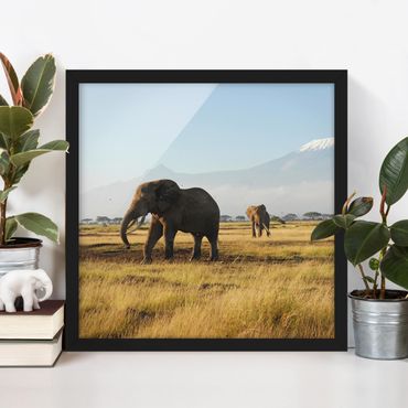 Poster encadré - Elephants In Front Of The Kilimanjaro In Kenya