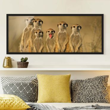 Poster encadré - Meerkat Family