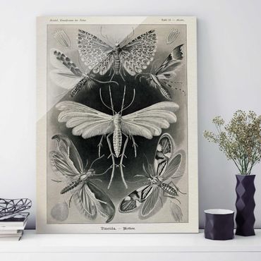 Tableau en verre - Vintage Board Moths And Butterflies