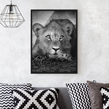 Poster encadré - Lurking Lionbaby