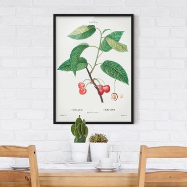 Poster encadré - Botany Vintage Illustration Red Cherries