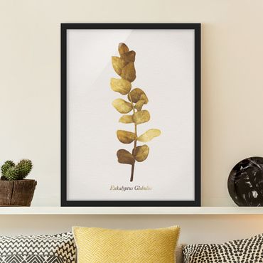 Poster encadré - Gold - Eucalyptus